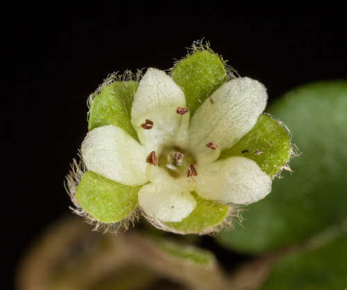 Dichondra carolinensis #2